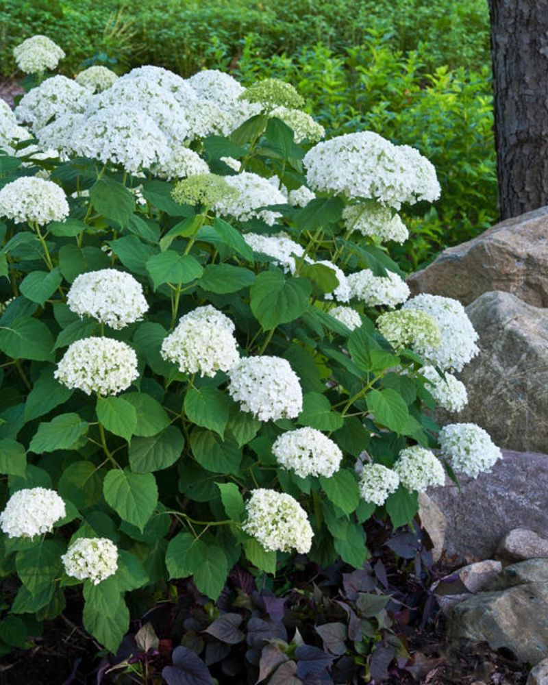 Know Your Hydrangea Type First