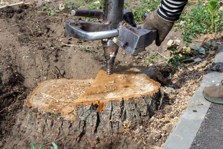 man drilling holes in a tree stump