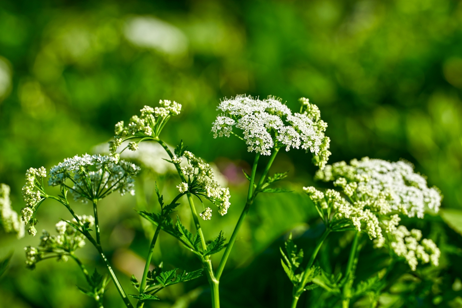 How To Spot And Remove Poison Hemlock In Colorado And Utah Yards