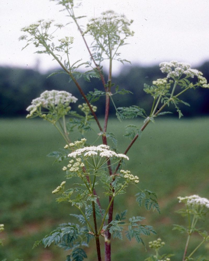 Purple-spotted stems