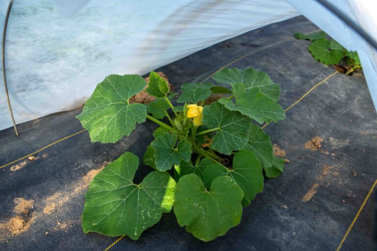 Ground cover and hoop floating row cover