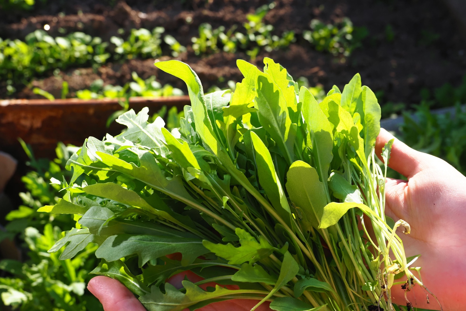 How To Successfully Grow Arugula In Florida Gardens This Fall