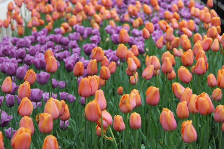 tulip (featured image)