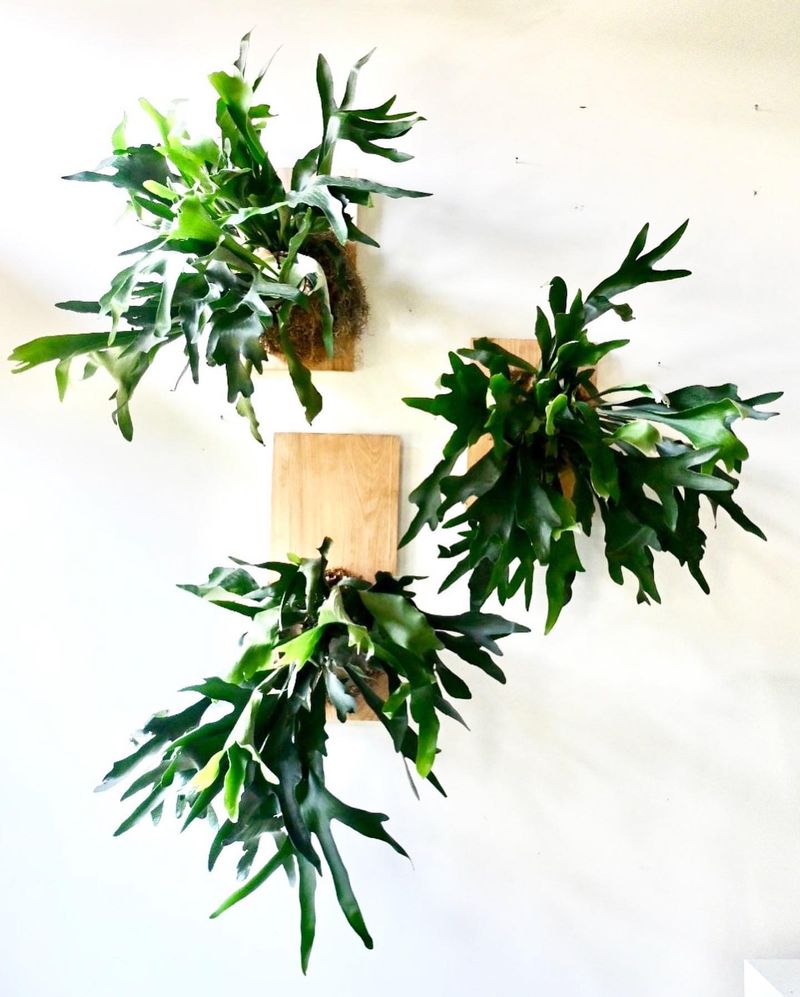 Staghorn Fern Wall Mount