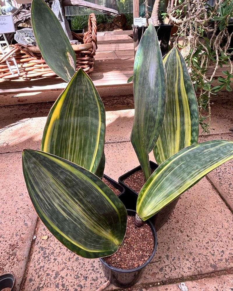 Sansevierias (Snake Plants)