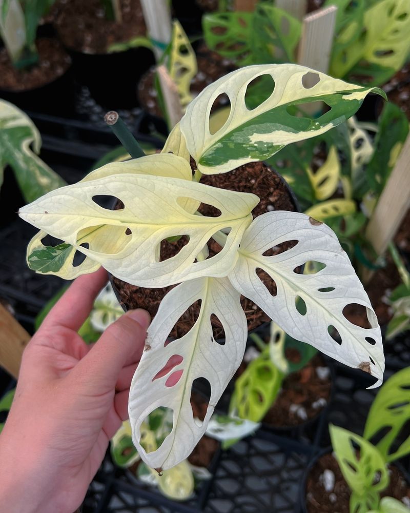 Monstera Adansonii Variegata