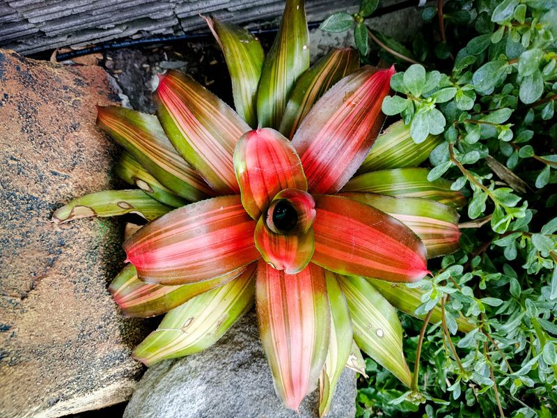Neoregelia Bromeliads: Living Water Cups