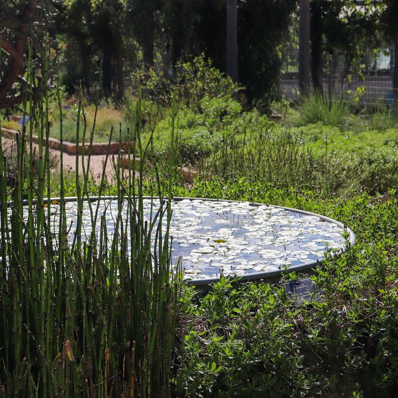 Wildlife Pond