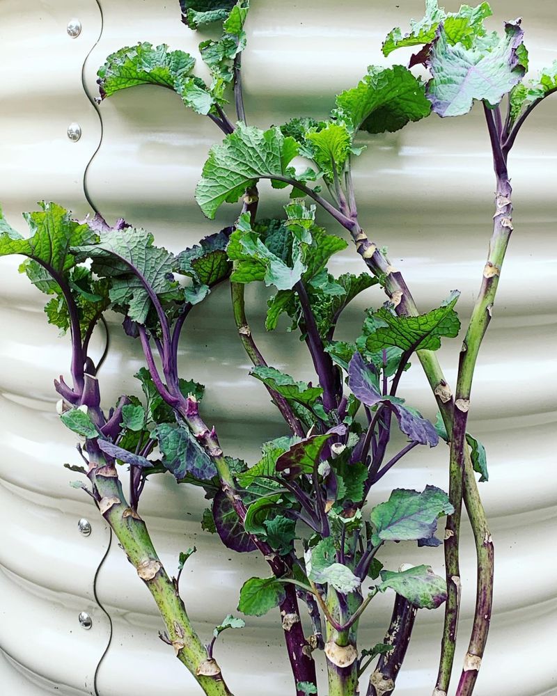 Pesticide-Laden Plant Materials