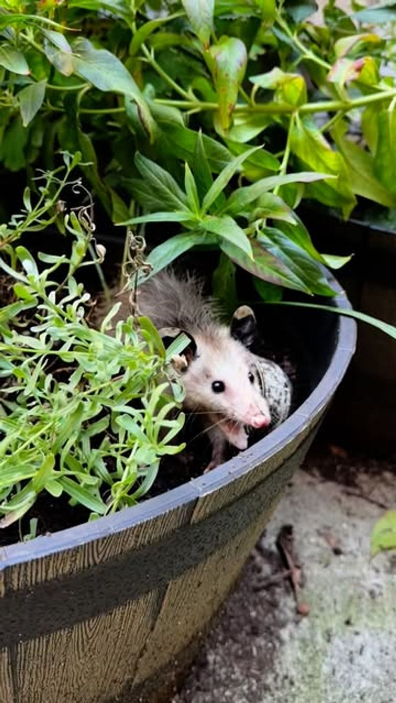 Creating Wildlife-Friendly Georgia Gardens