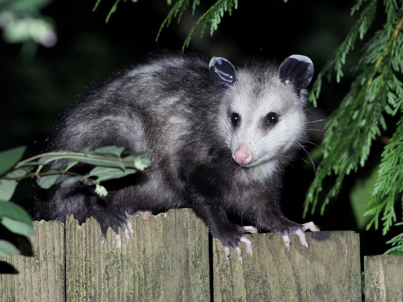 Nighttime Garden Protection