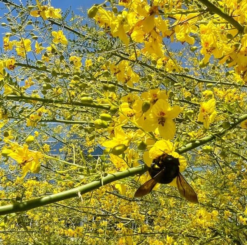 Native Bee Nurseries