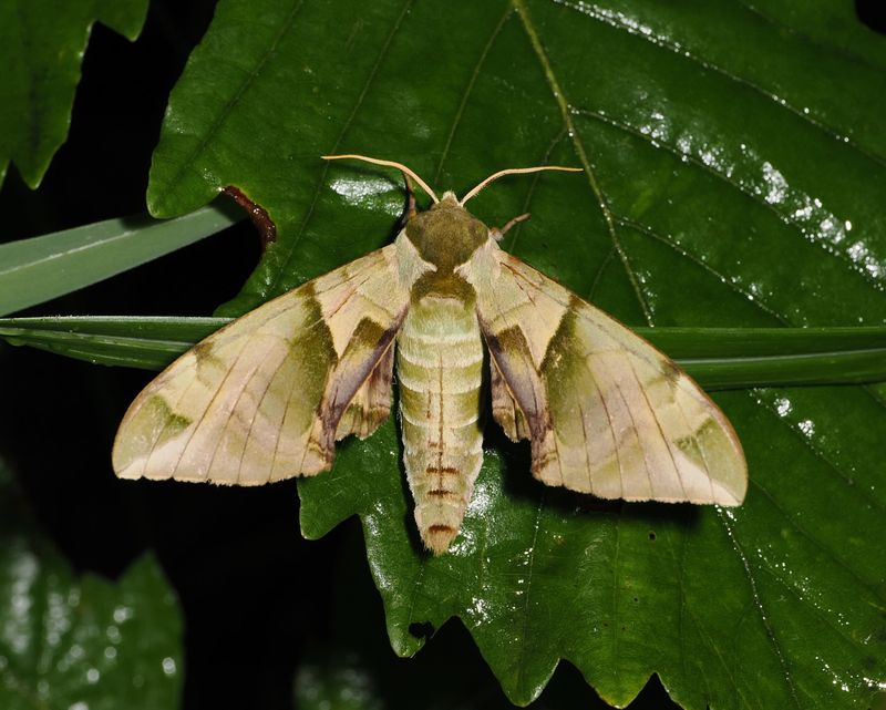 Night Shift Attracts Rare Moth Species