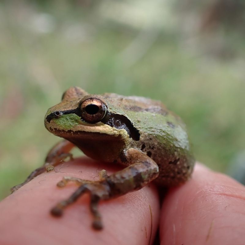 Pacific Chorus Frogs