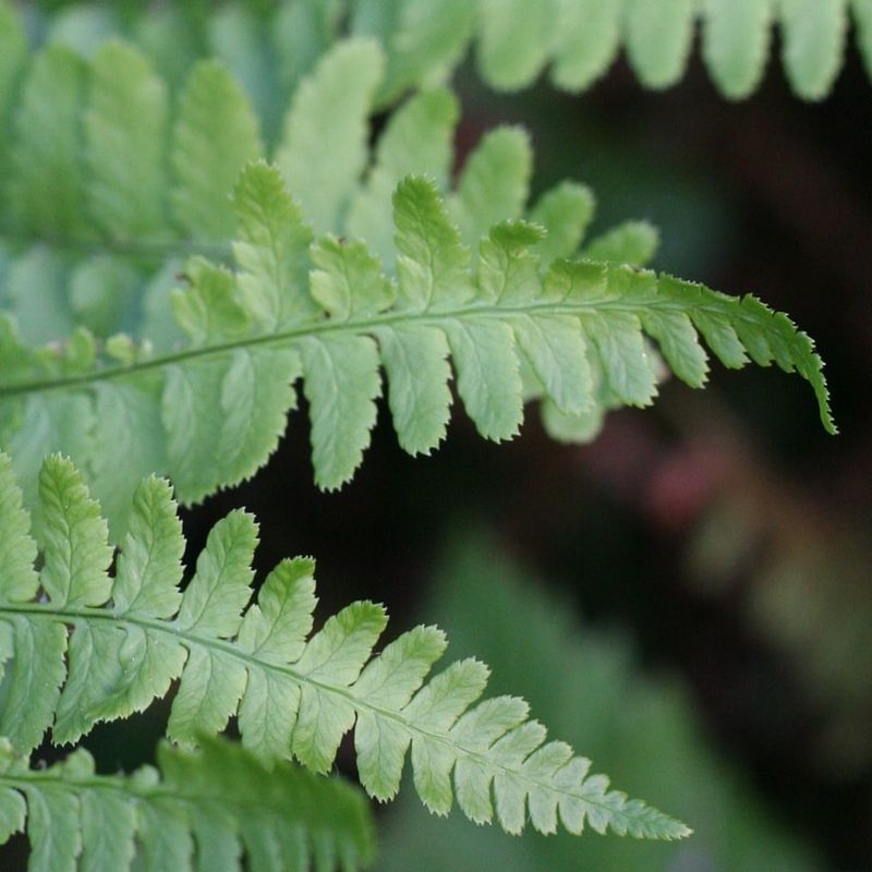 Coastal Wood Fern