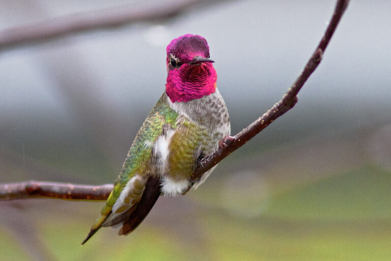Hummingbird (featured image)