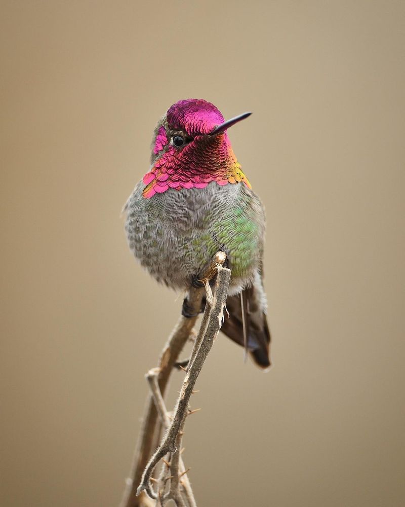 Anna's Hummingbird