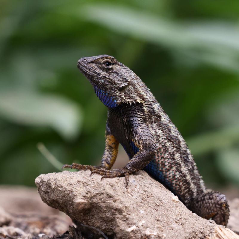 Western Fence Lizards