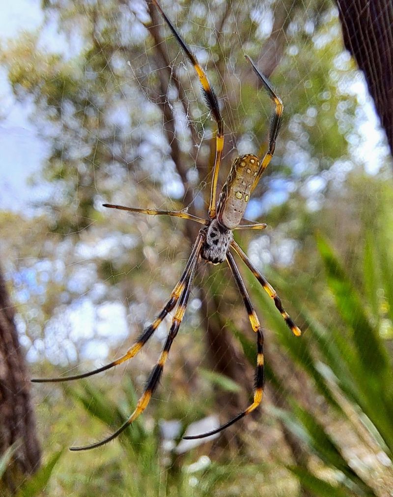 Golden Orb Weavers Among Garden Structures