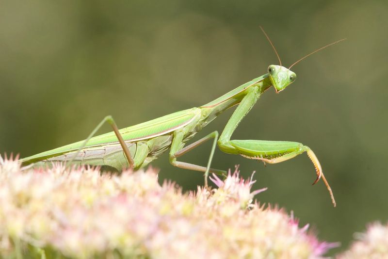 Praying Mantises Patrolling Plant Stems