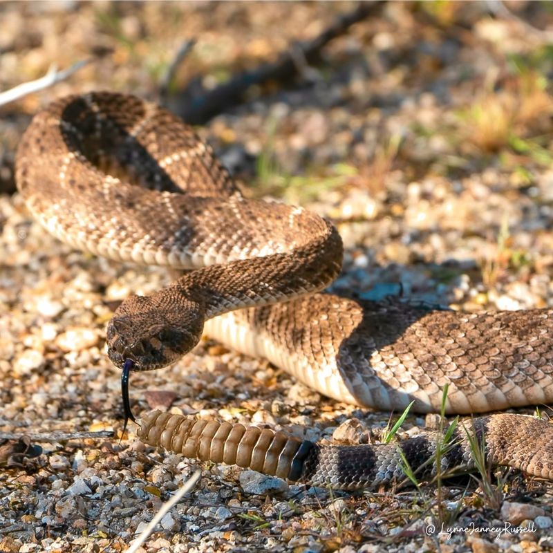 Western Rattlesnakes