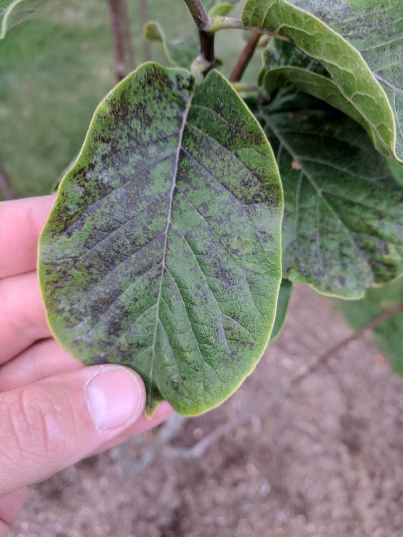Disease Control And Quarantine Zones