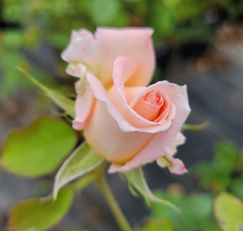 Winter Blooms Become Possible