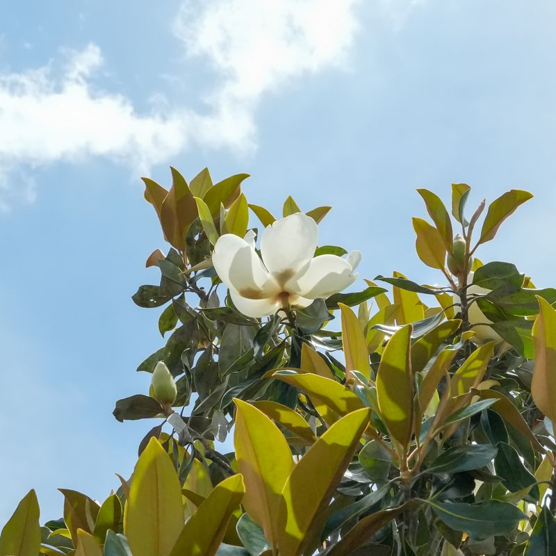 Southern Magnolia