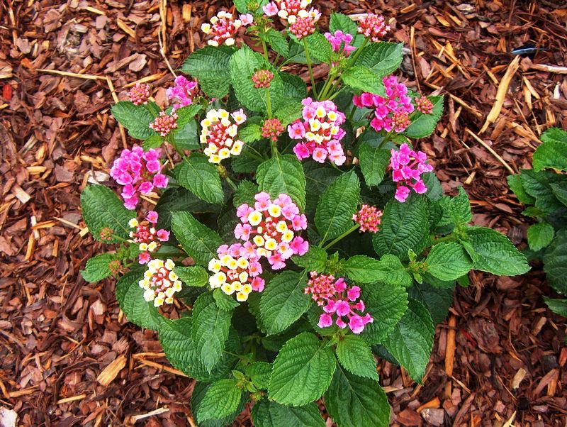 Lantana: Rainbow Clusters Hiding Danger