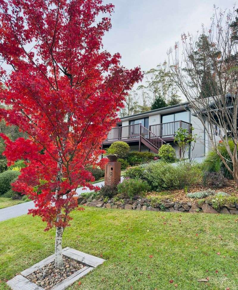 Japanese Maple Misery