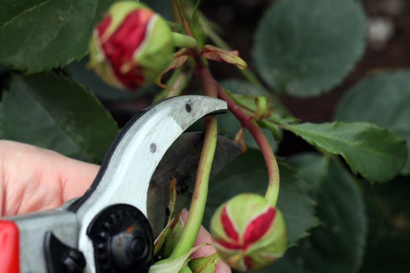 Rose Bushes