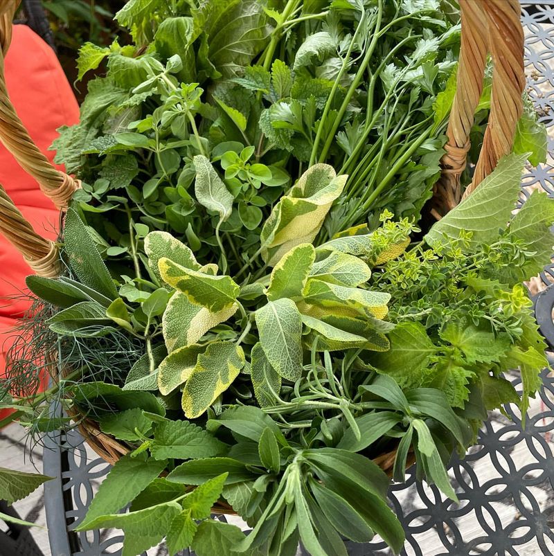 Perennial Herbs That Benefit From Trimming