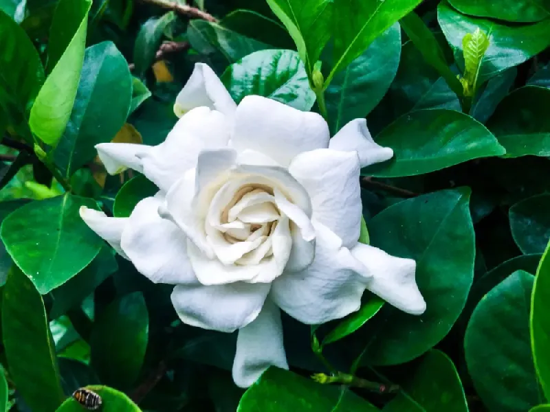 Gardenias