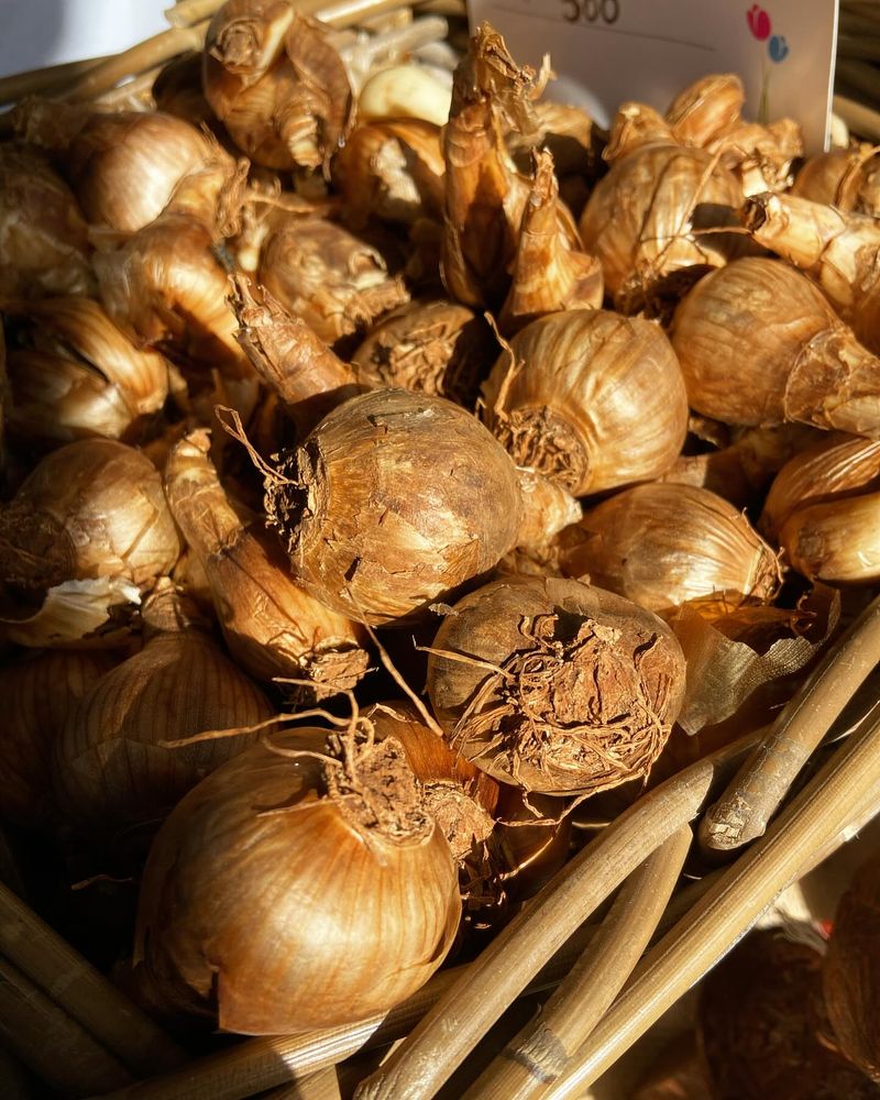 Identifying Viable Bulbs