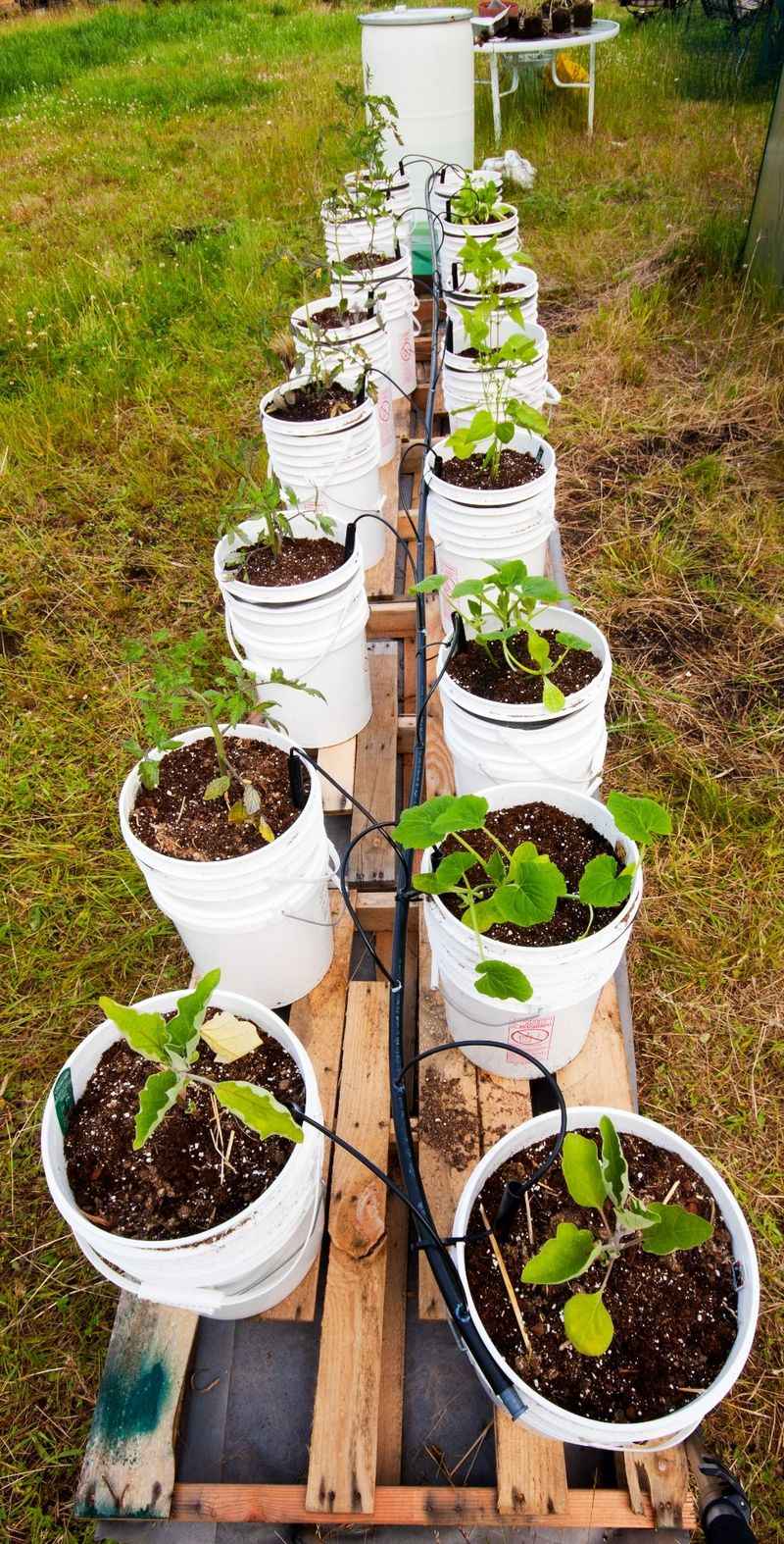 Repurposed Container Gardens