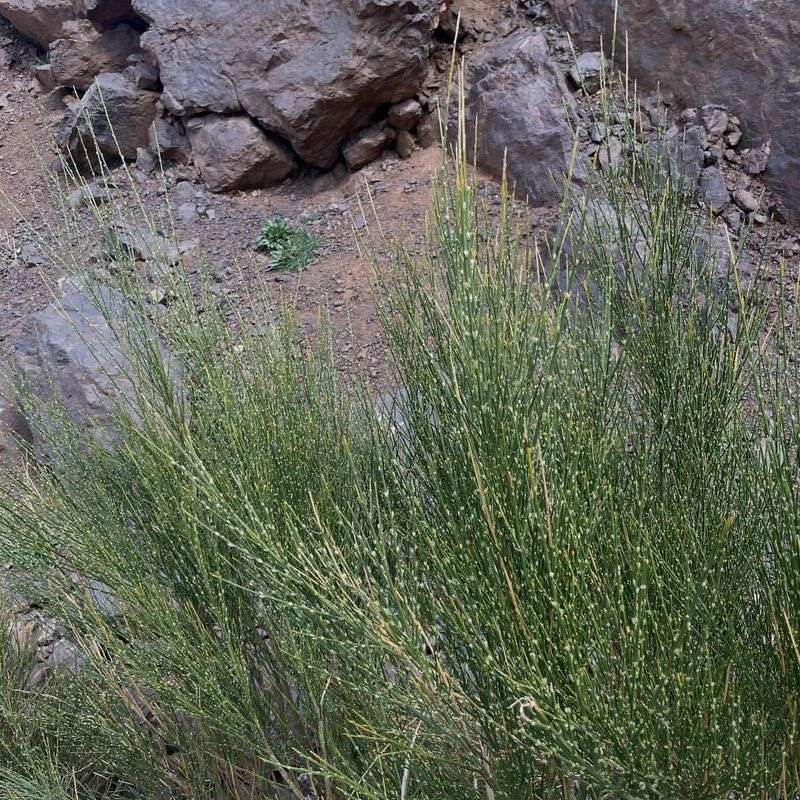 Certain Ephedra Species