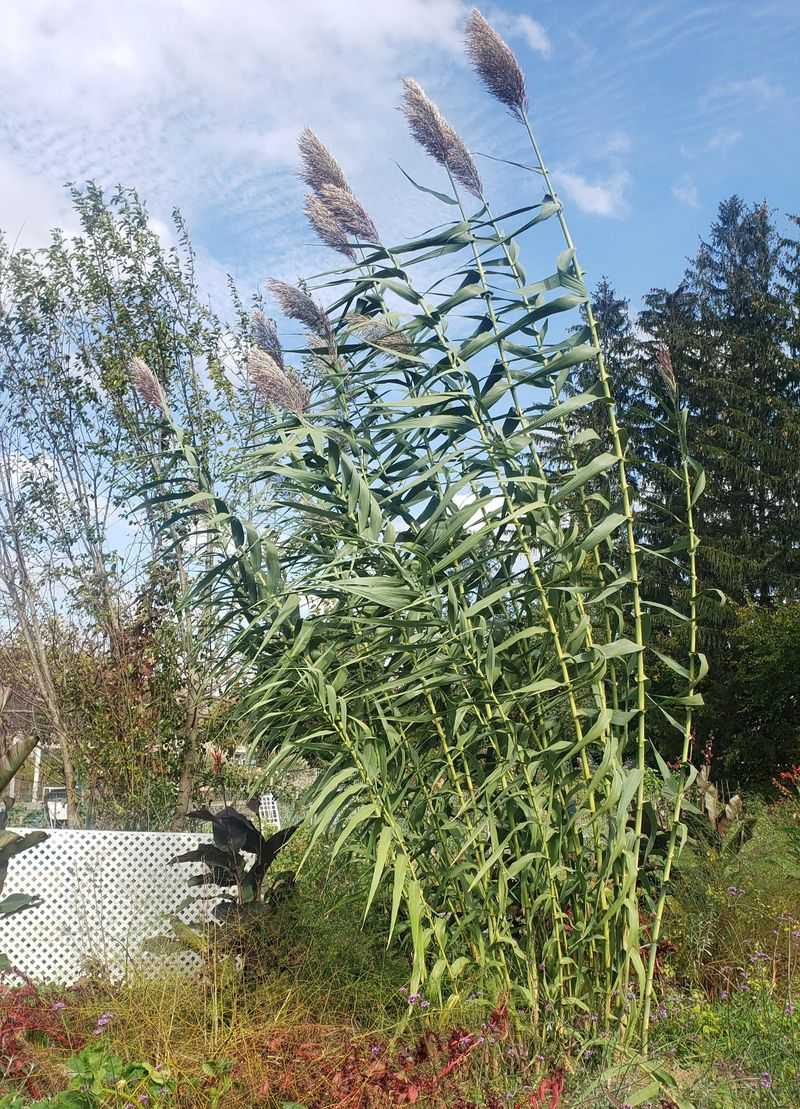 Giant Reed (Arundo)