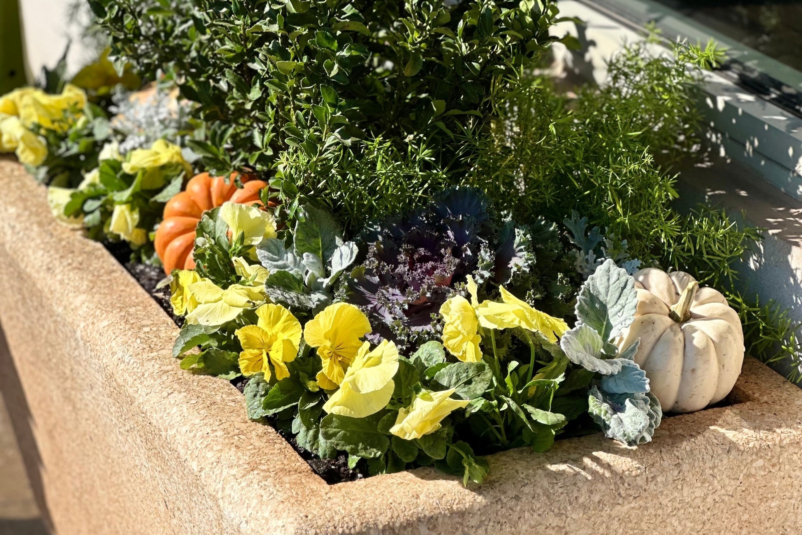 Fall planting in potting container with evergreen bush as the center focus