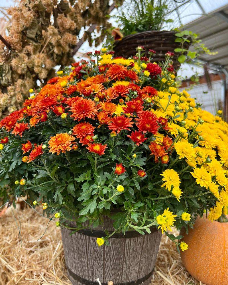 Hardy Mums With Ornamental Kale