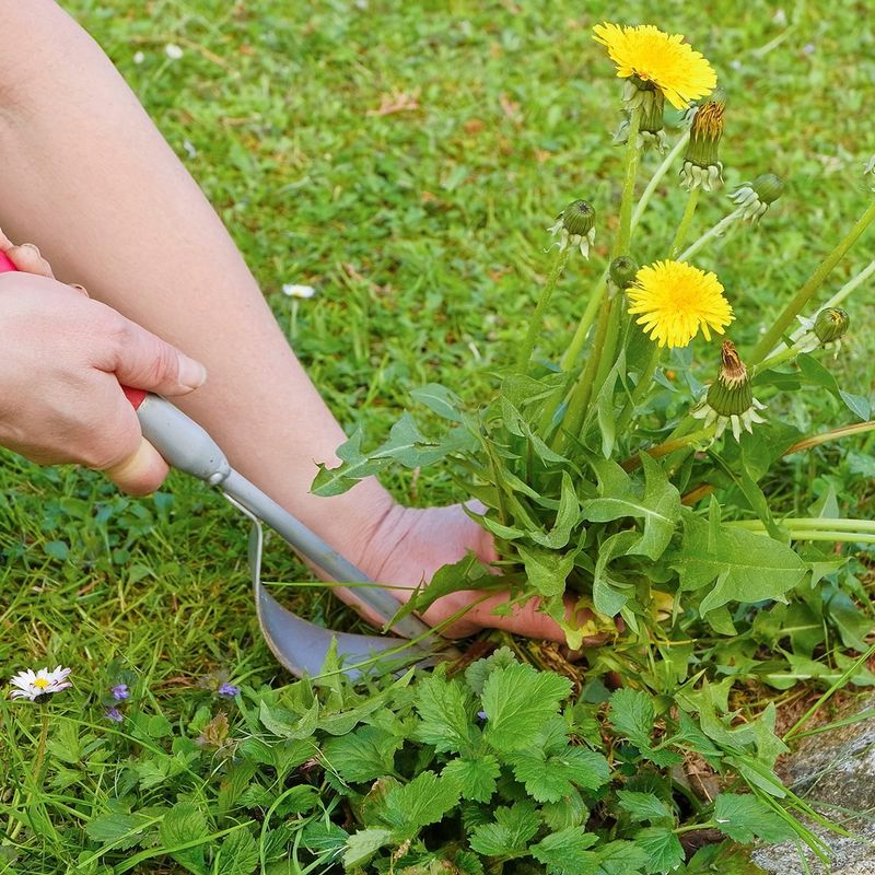 Letting Weeds Go To Seed