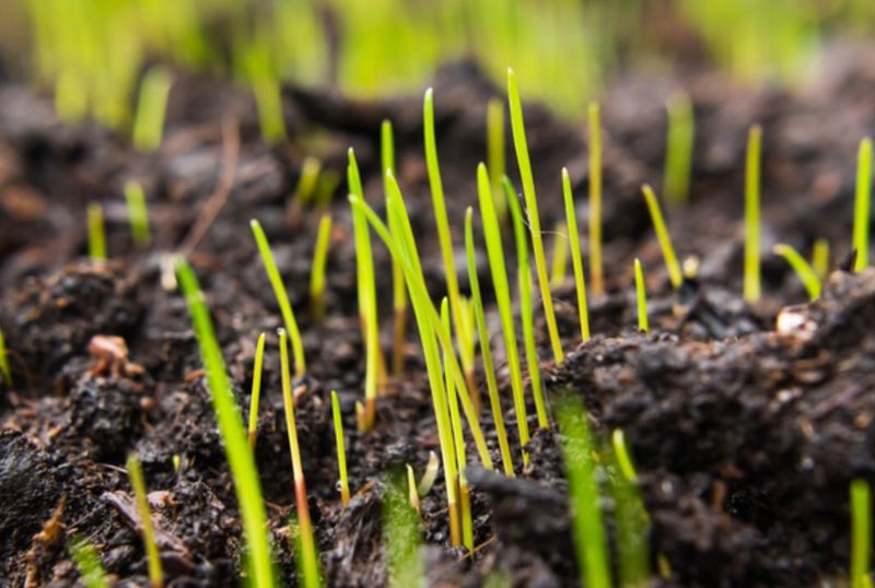 Overseeding With Cool-Season Grasses Too Early
