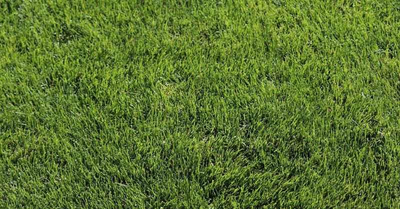 Over-Fertilizing In Hot Weather