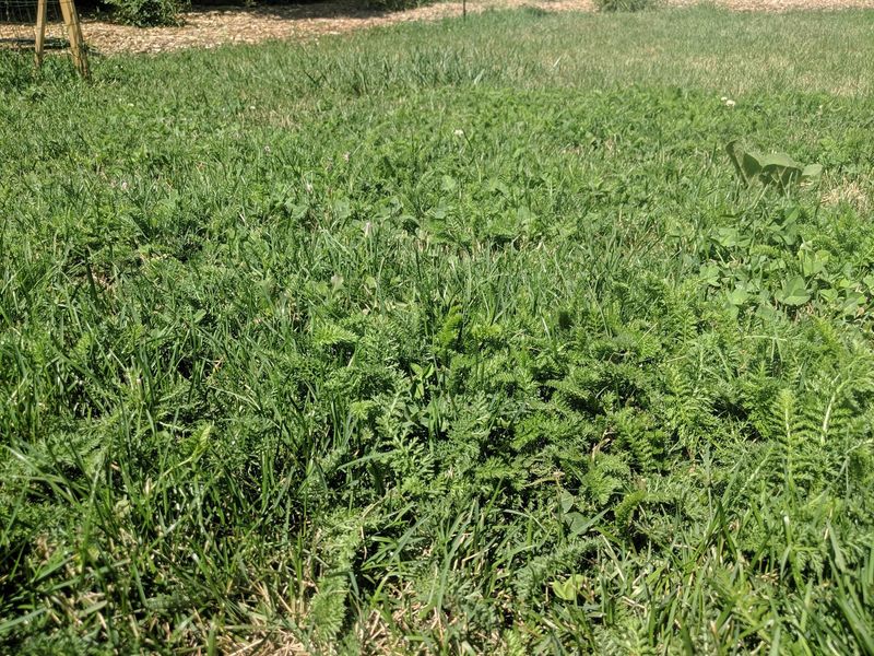 Using the Wrong Grass Type