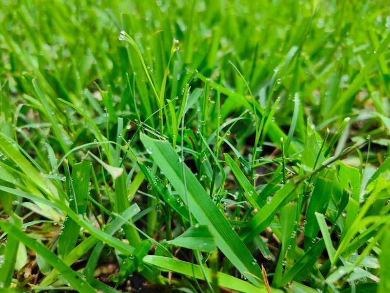 Using the Wrong Grass Type