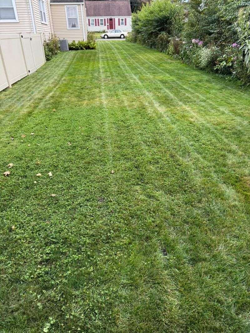 Overseeding Too Late