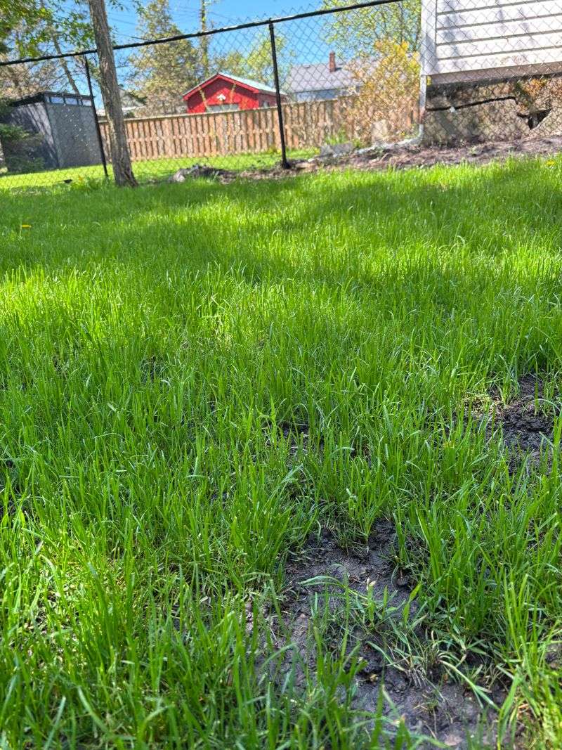 Skipping Overseeding Opportunities