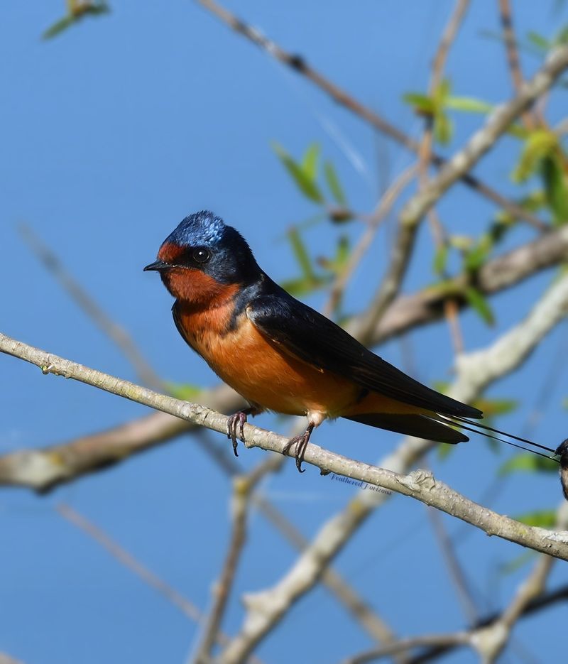 Missing Perching Areas