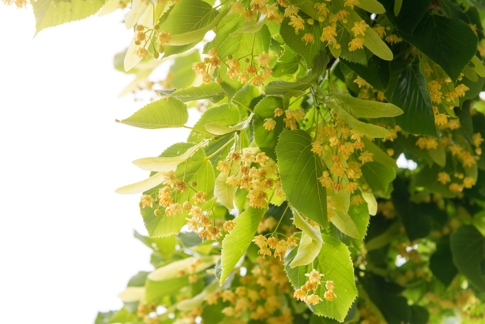 Illinois’ Most Popular Tree For Bees And Birds In September