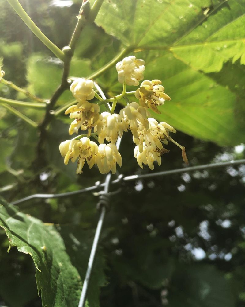 Late-Season Nectar Bonanza