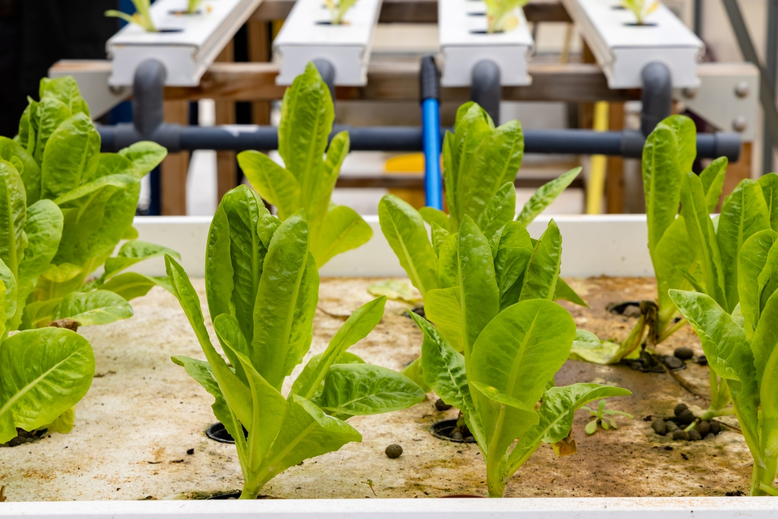 Immigrant Gardening Traditions Transforming New York City